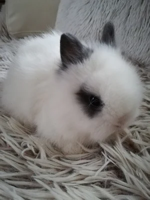 Poslední vánoční miminka králíčků