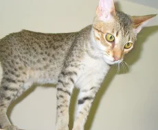 Friendly Savannah Mužská kočka 1 rok, 9 měsíců