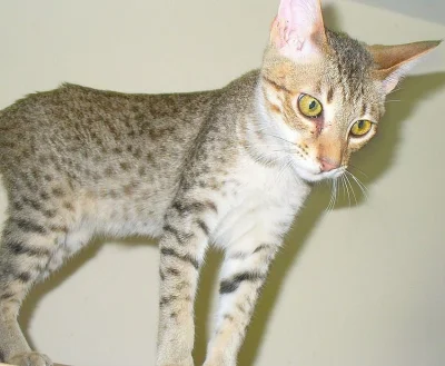 Friendly Savannah Mužská kočka 1 rok, 9 měsíců