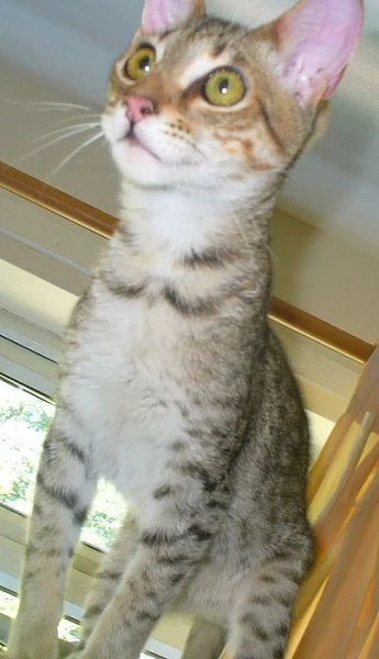 Friendly Savannah Mužská kočka 1 rok, 9 měsíců