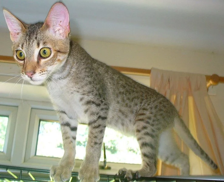 Friendly Savannah Mužská kočka 1 rok, 9 měsíců