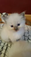 Ragdoll koťata 14 týdnů, 4 dny stará
