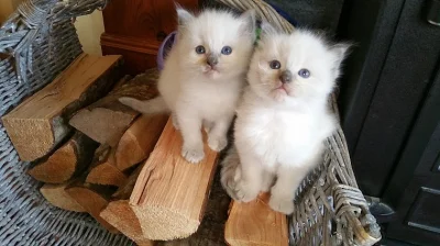 Ragdoll koťata 14 týdnů, 4 dny stará