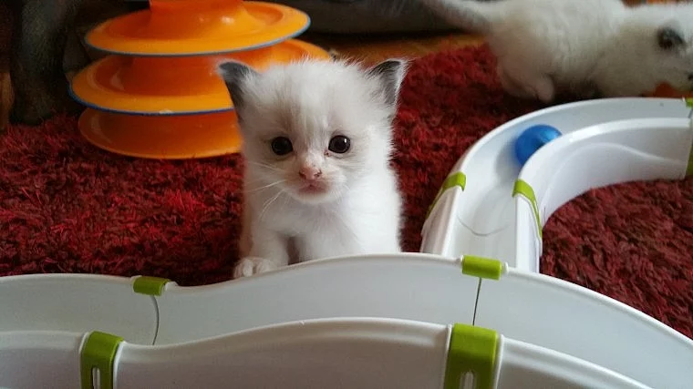 Ragdoll koťata 14 týdnů, 4 dny stará