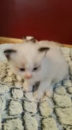 Ragdoll koťata 14 týdnů, 4 dny stará