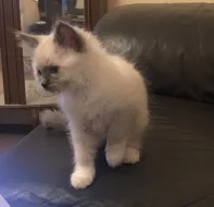 Ragdoll Kitten