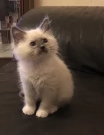 Ragdoll Kitten