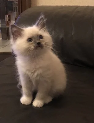 Ragdoll Kitten
