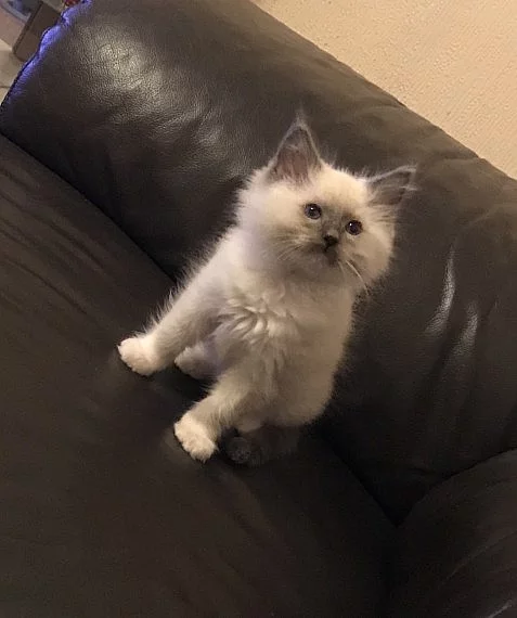 Ragdoll Kitten