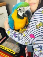 Ručně chovaný papoušek s doručením