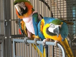 Ručně vychovaný 2 papoušky S připraveným