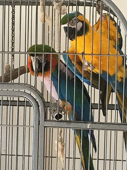 Ručně vychovaný 2 papoušky S připraveným
