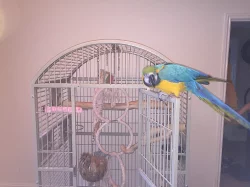 Ručně vychovaný 1 papoušky S připraveným