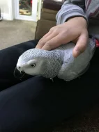 3 roky starý africký papoušek