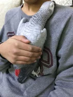 3 roky starý africký papoušek