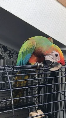 Semi-Tame 5 měsíců šarlatu X Military Hybrid