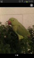 Baby Papoušci
