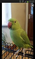 Baby Papoušci
