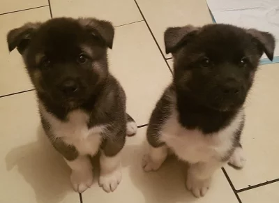 Americká akita štěňátka