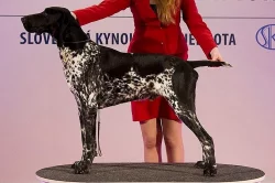 3 štěňátka NKO (německý ohař kr.)