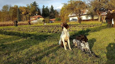 3 štěňátka NKO (německý ohař kr.)