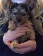 Tiny Teacup - Krůta - Baby Boy