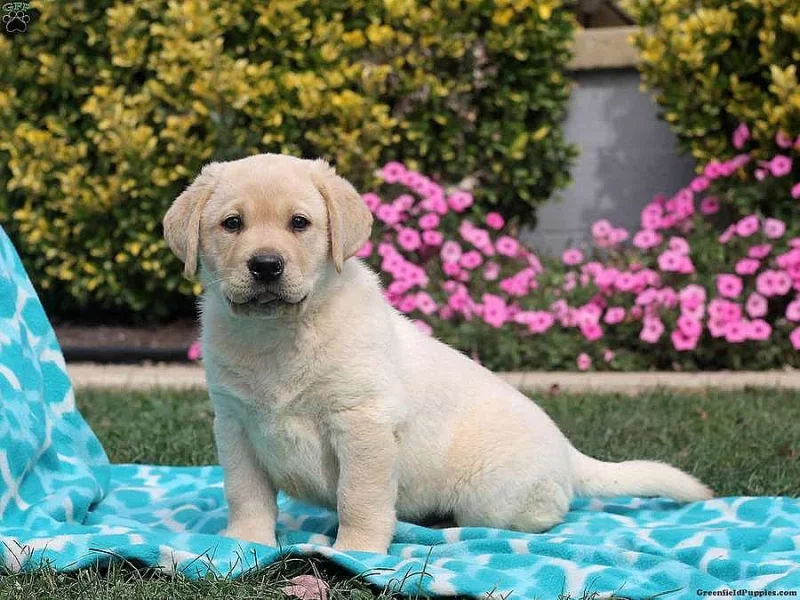 Labradoodle-Miniature Puppy