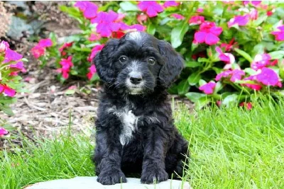 Štěně Springerdoodle