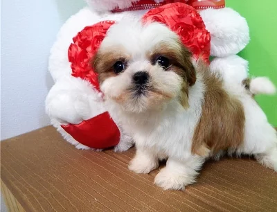 shih-tzu štěně