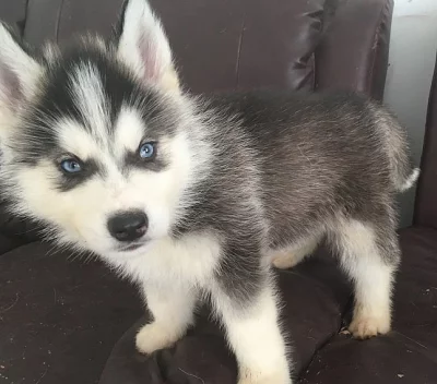 Zdravý Husky Puppy