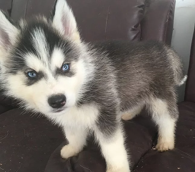 Zdravý Husky Puppy