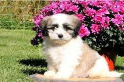 Shichon puppy