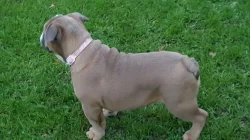 Anglický buldoček pes