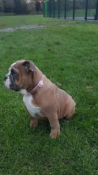 Anglický buldoček pes