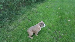 Anglický buldoček pes