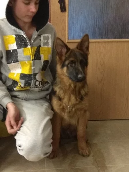 Německý ovčák pejsek 5 měsíců