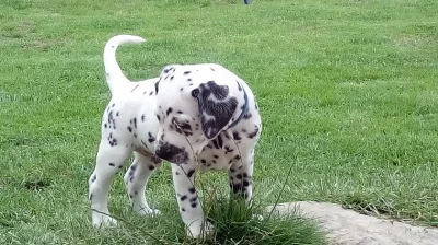 Dalmatian Puppy