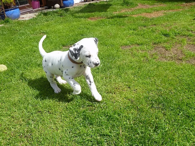 Dalmatian Puppy