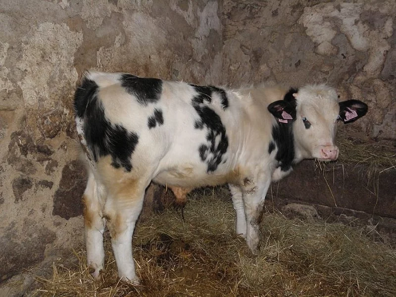 Býček 250kg