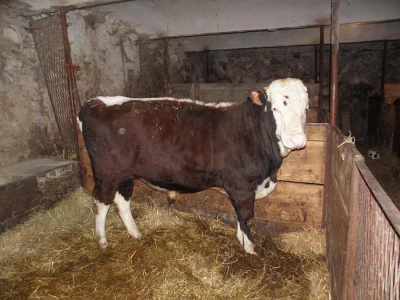 Býček 300kg
