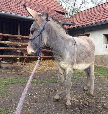 Osel (oslík) - prodám