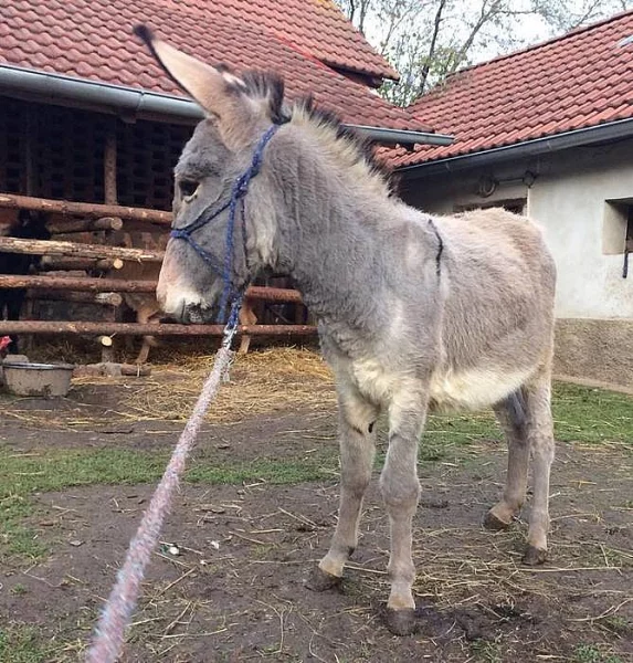 Osel (oslík) - prodám