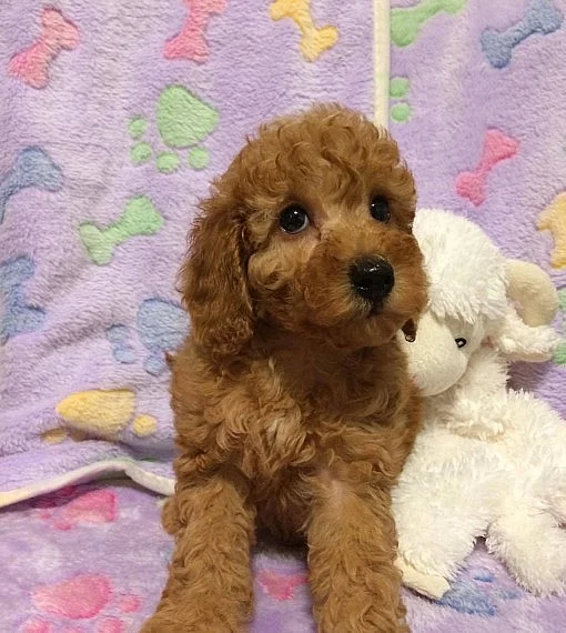 Red Cockapoo Puppy
