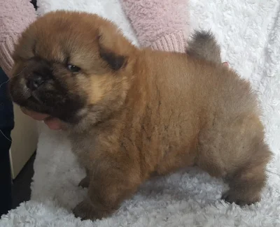 Zdravá Chow Chow Puppy