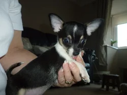 Chihuahua štěně