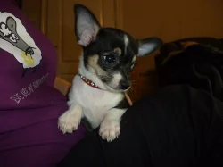 Chihuahua štěně