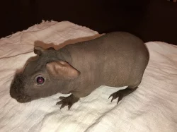 Skinny morče