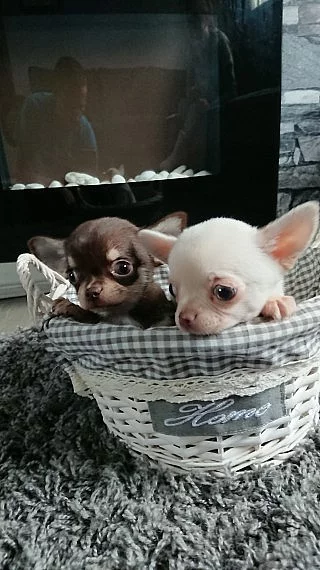 Chihuahua Puppies voor adoptie