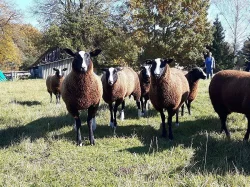 Prodám jehničky Zwartbles