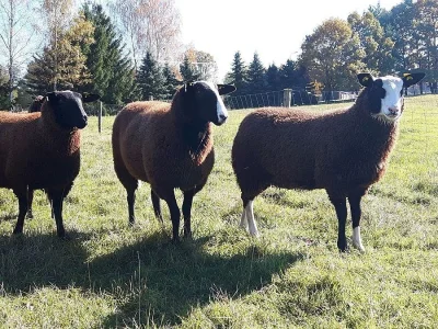 Prodám jehničky Zwartbles